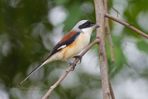 Bay-backed Shrike (Lanius vittatus) (2)