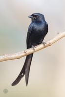 Black Drongo (Dicrurus macrocercus)