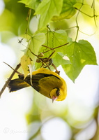 Black-naped Oriole (Oriolus chinensis)
