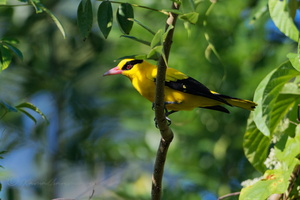 Black-naped Oriole (Oriolus chinensis)01