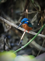Blue-eared kingfisher (Alcedo meninting)