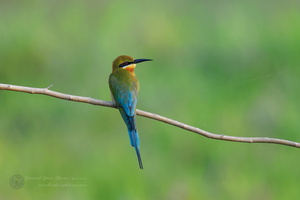 Blue-tailed bee-eater (Merops philippinus) (2)