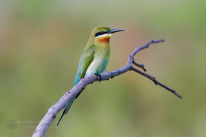 Blue-tailed bee-eater (Merops philippinus) (3)