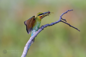 Blue-tailed bee-eater (Merops philippinus) (5)