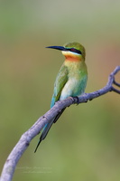 Blue-tailed bee-eater (Merops philippinus) (4)