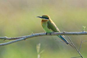 Blue-tailed Bee-eater (Merops philippinus)