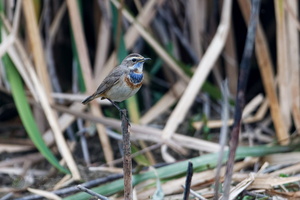 Bluethroat (Luscinia svecica) (1)