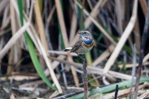 Bluethroat (Luscinia svecica) (3)