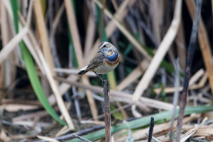 Bluethroat (Luscinia svecica) (2)