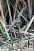 Bluethroat (Luscinia svecica) (4)