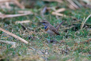 Bluethroat (Luscinia svecica) (5)