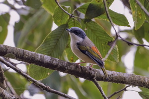 Blyth's Shrike-babbler (Pteruthius aeralatus)