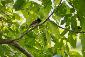 Blyth's Paradise Flycatcher (Terpsiphone affinis)