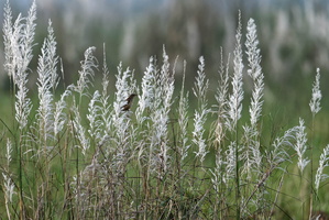Bristled Grassbird (Chaetornis striata) (1)