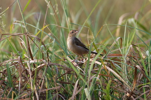 Bristled Grassbird (Chaetornis striata) (2)