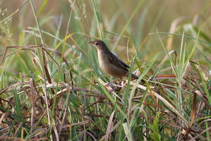 Bristled Grassbird (Chaetornis striata) (3)