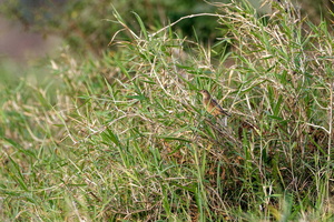 Bristled Grassbird (Chaetornis striata) (4)