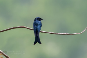 Bronzed Drongo (Dicrurus aeneus)