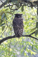 Brown Fish-owl (Ketupa zeylonensis) (1)