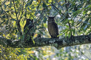 Brown Fish-owl (Ketupa zeylonensis) (2)