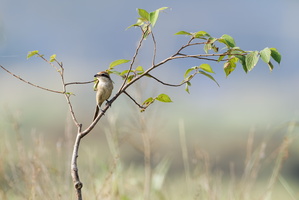Brown shrike (Lanius cristatus)
