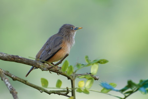 Chestnut-tailed starling (Sturnia malabarica)