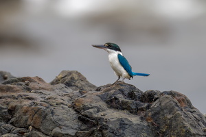 Collared Kingfisher (Todiramphus chloris) (1)