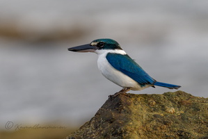 Collared Kingfisher (Todiramphus chloris) (2)