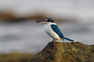 Collared Kingfisher (Todiramphus chloris) (3)
