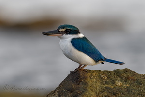 Collared Kingfisher (Todiramphus chloris) (4)