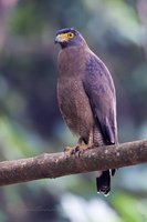 Crested Serpent-Eagle (Spilornis cheela)