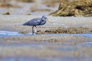 Eastern Reef-Heron (Egretta sacra) (1)