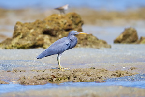 Eastern Reef-Heron (Egretta sacra) (2)