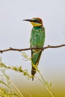 European bee-eater (Merops apiaster) (2)