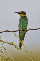 European bee-eater (Merops apiaster) (1)