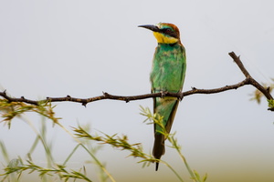 European bee-eater (Merops apiaster) (3)