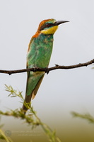 European bee-eater (Merops apiaster) (4)