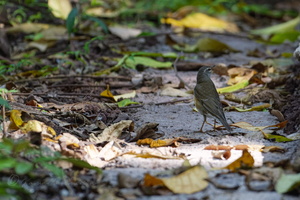 Eyebrowed Thrush (Turdus obscurus) (1)