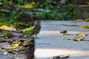 Eyebrowed Thrush (Turdus obscurus) (2)