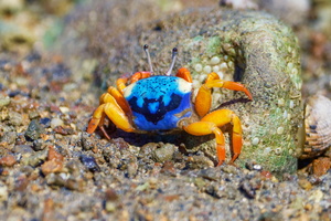 Fiddler crab