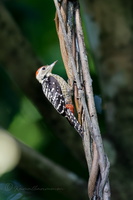 Freckle-breasted Woodpecker (Dendrocopos analis)