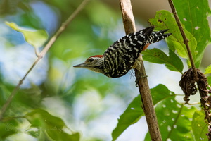 Freckle-breasted Woodpecker (Dendrocopos analis)01