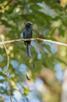Greater Racket-tailed Drongo (Dicrurus paradiseus)