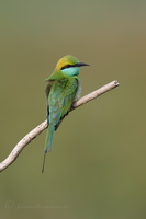 Green bee-eater (Merops orientalis) (1)