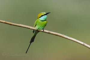 Green bee-eater (Merops orientalis) (2)