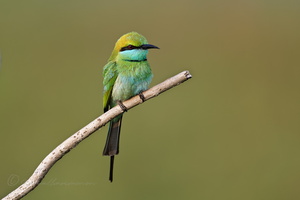 Green bee-eater (Merops orientalis) (3)
