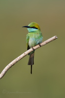 Green bee-eater (Merops orientalis) (4)