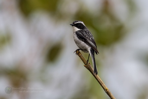 Grey bushchat (Saxicola ferreus) (3)