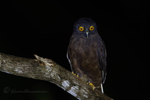 Hume's Hawk-Owl (Ninox obscura) (1)