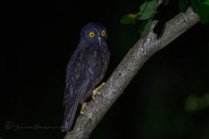 Hume's Hawk-Owl (Ninox obscura) (5)